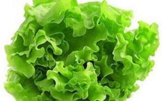 Салат - противопоказания и полезные свойства, а также калорийность листьев