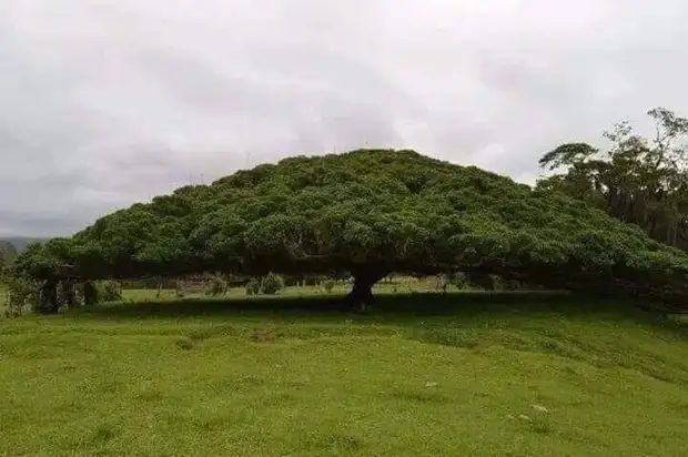 25 действительно необычных деревьев, которые мало кто считает настоящими